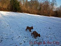 Dog walking - Winter 2009-2010